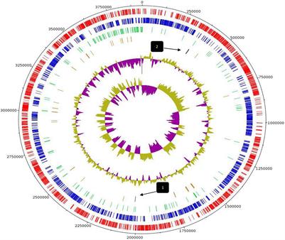 Whole-Genome Sequencing, Phylogenetic and Genomic Analysis of Lactiplantibacillus pentosus L33, a Potential Probiotic Strain Isolated From Fermented Sausages